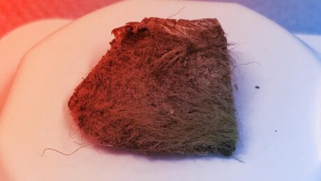 Az utolsó gyapjas orrszarvú titka egy farkaskölyök gyomrában rejtőzött