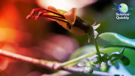 Az MI feltárja a DNS sötét anyagát, orvosok tüdőt gyártanak