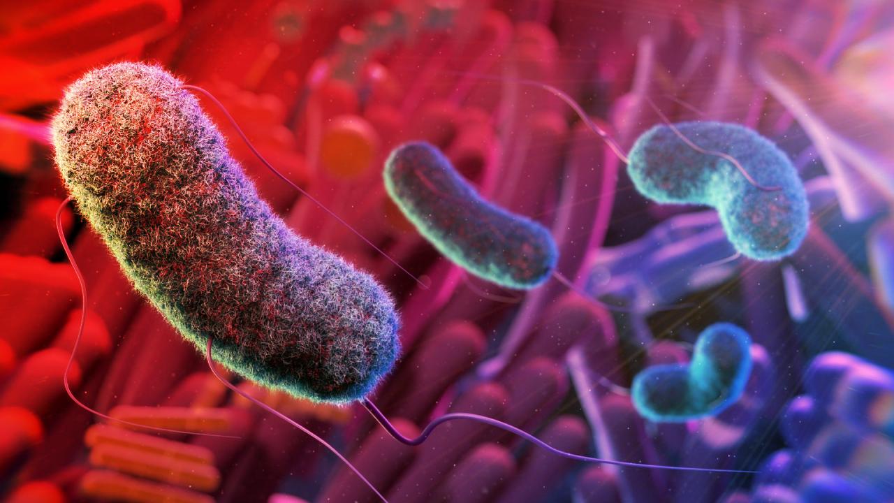 A hosszú élet kulcsa a bélflóránkban rejlik?