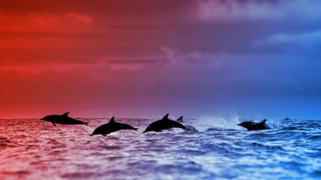 Az orkáktól űzött delfinek sorra vetődnek partra Patagóniában