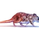 A 74 millió éves emlős, amely fittyet hányt a dinoszauruszokra
