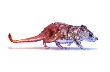 A 74 millió éves emlős, amely fittyet hányt a dinoszauruszokra