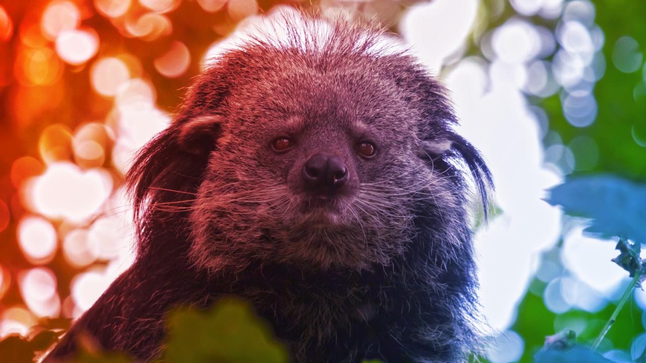 A binturong, aki popcornillatban úszik