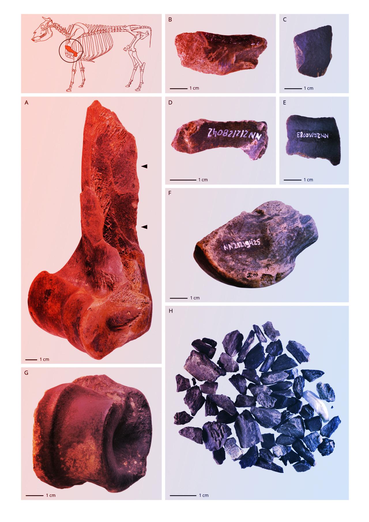 A neandervölgyiek ősi zsírfeldolgozó üzemei