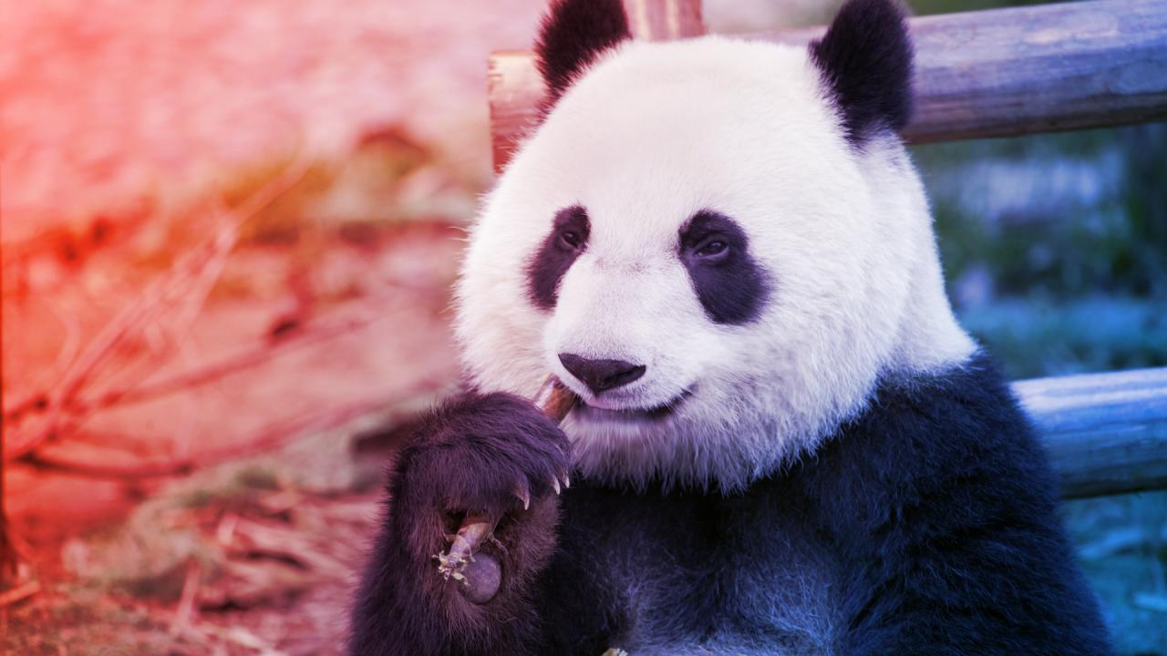 A panda tényleg csak bambuszt eszik? Itt a meglepő igazság