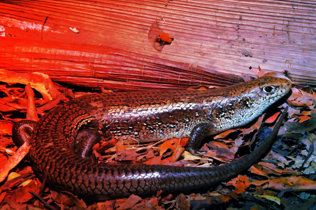 A szkinkek intelligens túlélőtrükkje: kígyóméreg-állóság