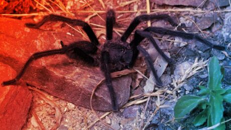 A tarantula hímek új királyai: brutálisan hosszú nemi szervek