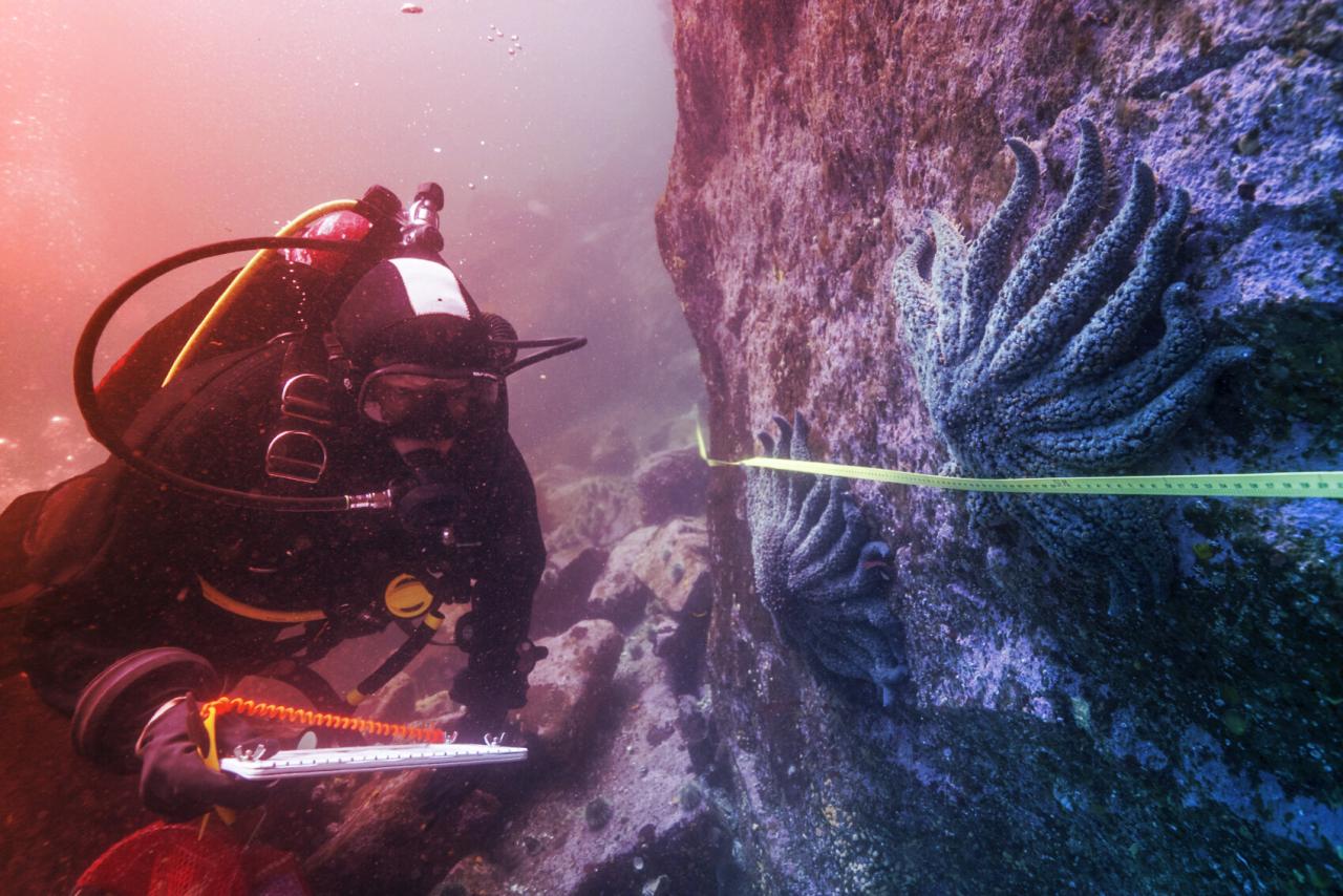 A tengeri csillagirtás rejtélye: a baktérium, amely milliárdokat ölt meg