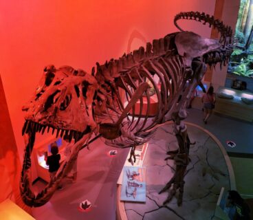 A tudósokat is meglepte, hogy vérerek maradtak a T. rex óriásában