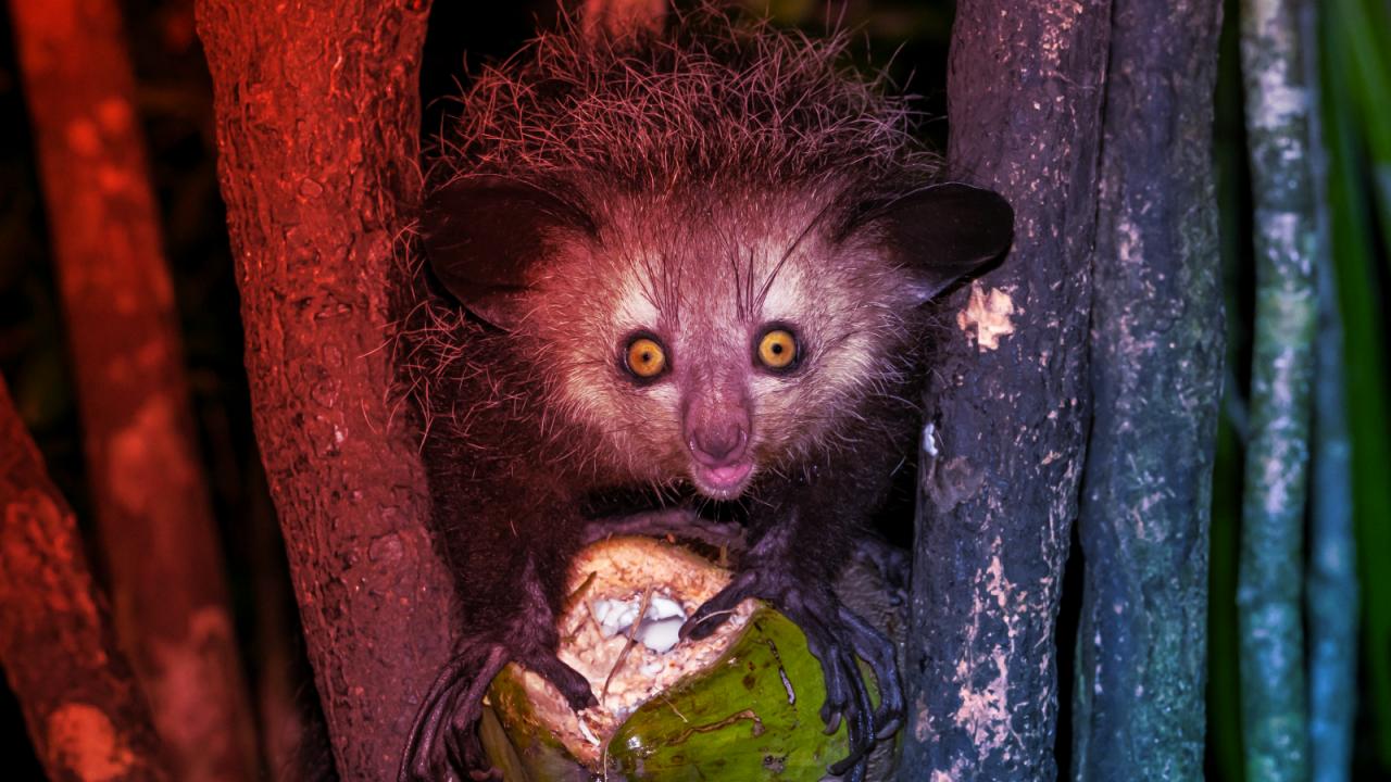 Az aye-aye: Madagaszkár rémisztő ujjas réme