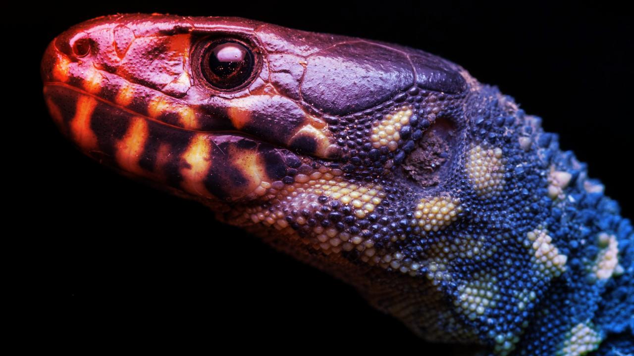 Az éjszakai gyík, ami túlélte a dinoszauruszok végzetét