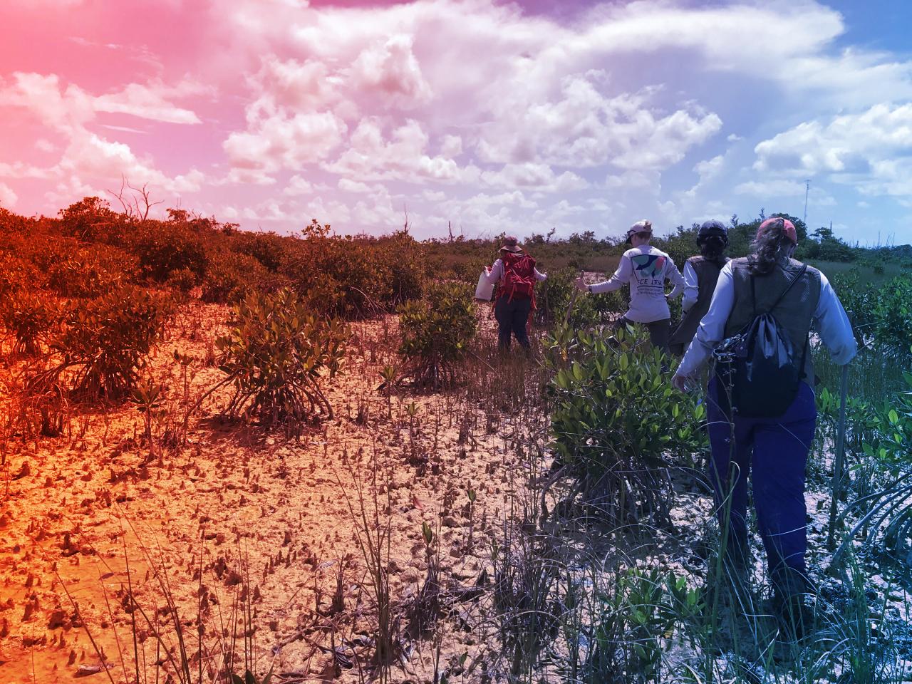 Az Everglades sós mocsarai nyelik el a legtöbb szenet