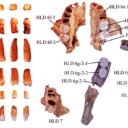 Az ősi fogak Kína evolúciós titkát leplezik le