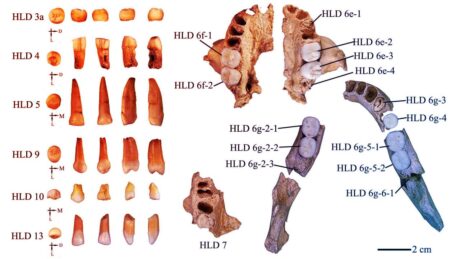 Az ősi fogak Kína evolúciós titkát leplezik le