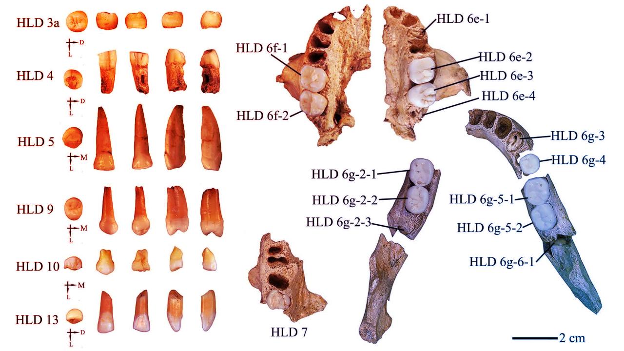 Az ősi fogak Kína evolúciós titkát leplezik le