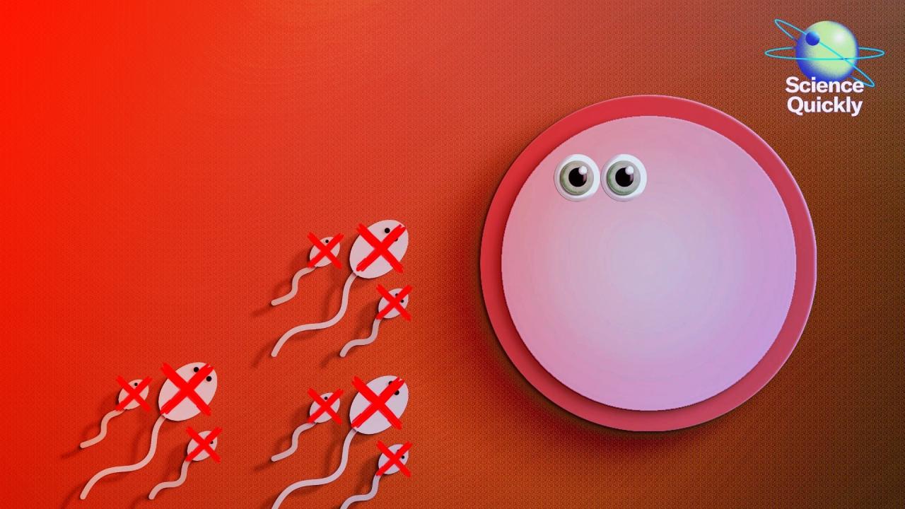 Közelebb van a hormonmentes férfi fogamzásgátló tabletta, mint gondolnánk