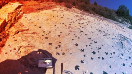 Szenvedélyes dinoszaurusztánc: meglepő moonwalk a szerelemért