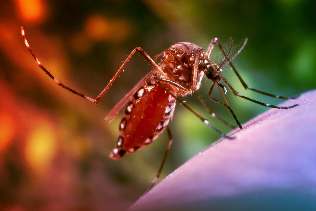 Terjed a chikungunya, már nálunk is megjelenhet a kínai vírus?
