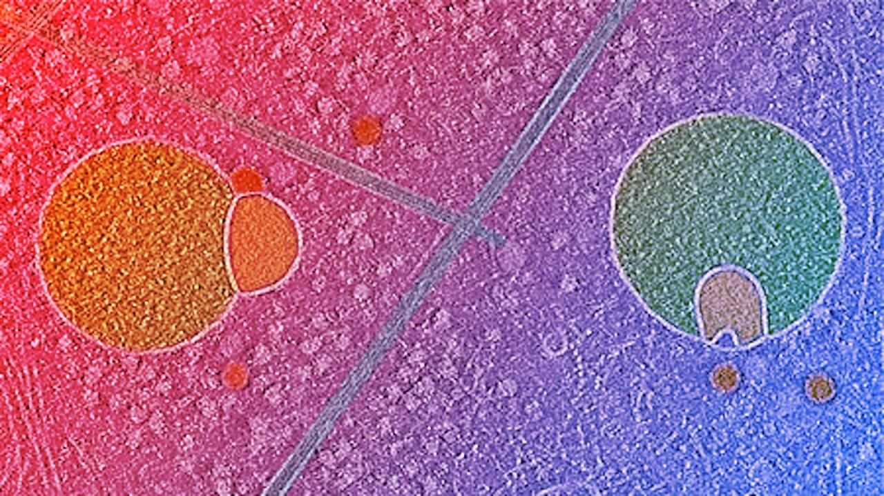 Újabb sejtalkat: itt a hemifusome, avagy a mikroszkóp alatt is van élet a kukában!